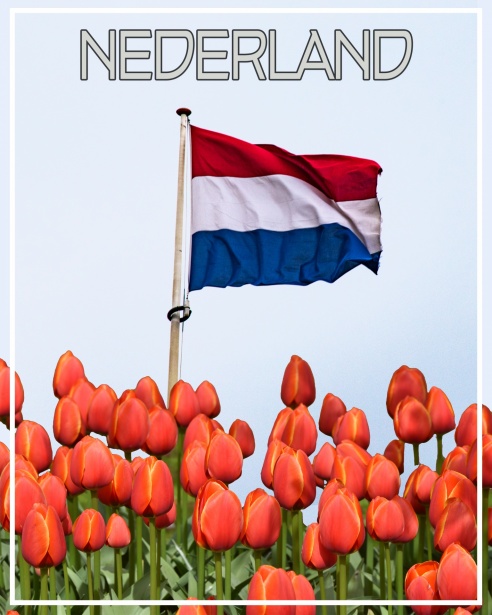 Oude Koeienrassen in Nederland Een Duik in de Geschiedenis en Behoud Oude Koeienrassen in Nederland Een Duik in de Geschiedenis en Behoud